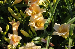 Hemerocallis 'Mini Pearl — photo 3